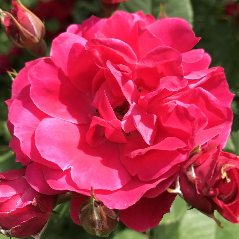 Pensasruusu Cerise Bouquet (Kukinta)