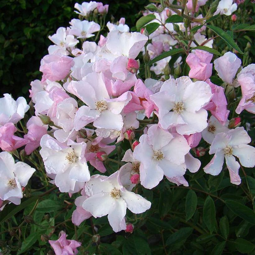 Pensasruusu Diamant Rose LENdiro (Kukinta)