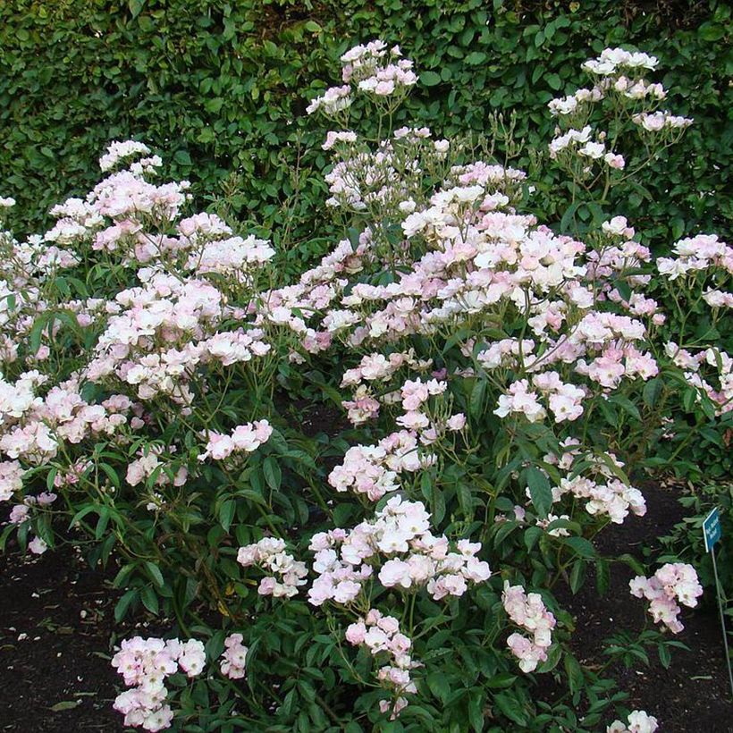 Pensasruusu Diamant Rose LENdiro (Kasvutapa)