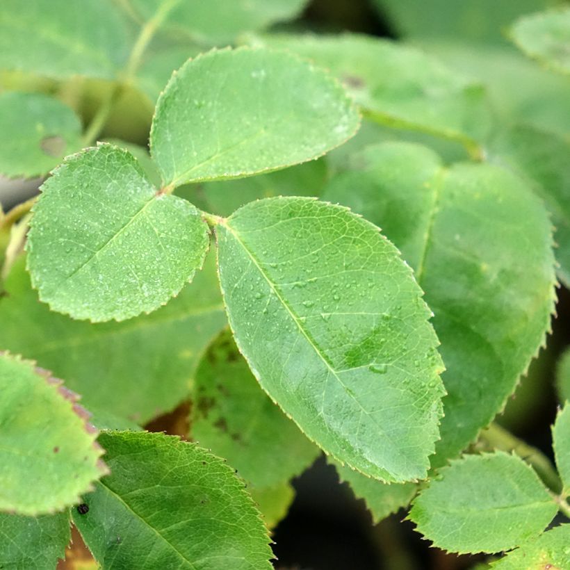 Pensasruusu Etoile Pourpre (Lehvistö)