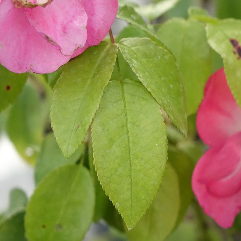 Pensasruusu Finn's Rose (Lehvistö)