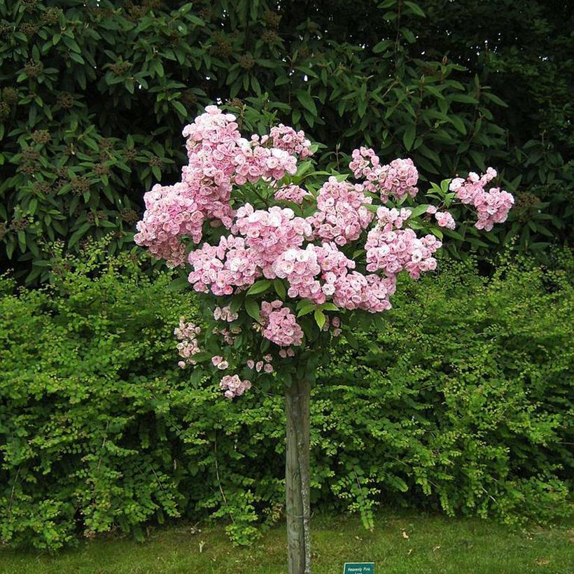 Pensasruusu Heavenly Pink LENnedi (Kasvutapa)