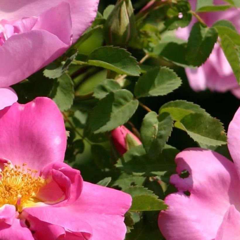 Vanha ruusu Marguerite Hilling (Lehvistö)