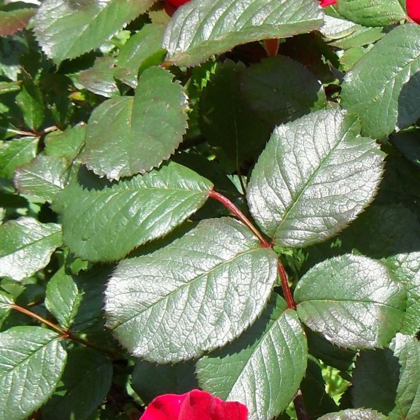 Kurtturuusu Robusta Korgosa (Lehvistö)