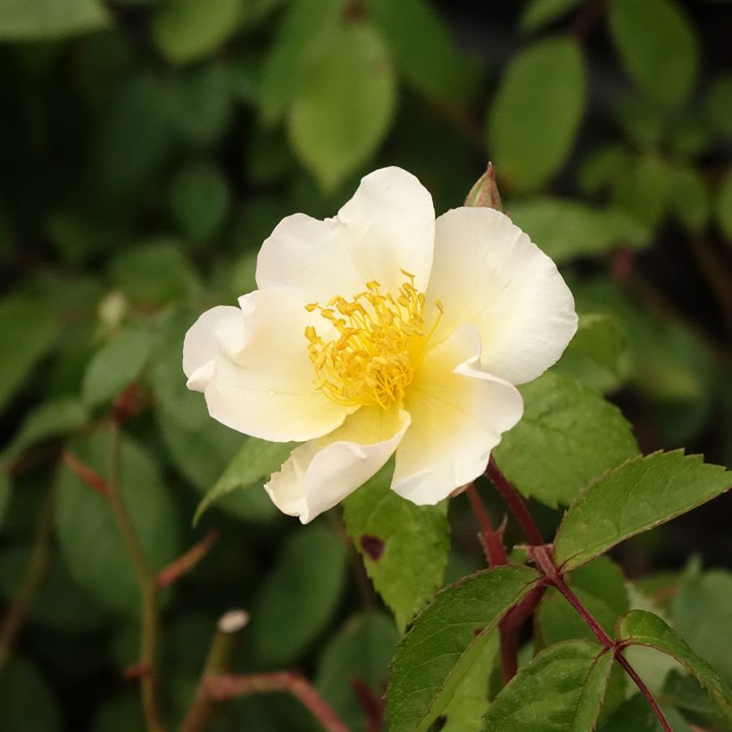 Pensasruusu Rosalita (Kukinta)