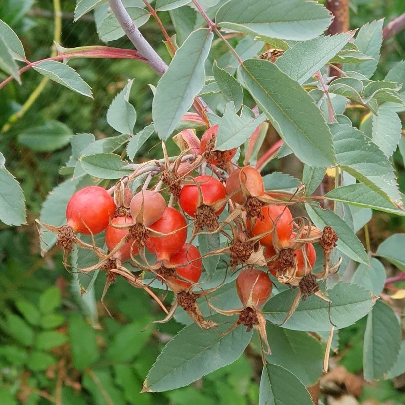 Punalehtiruusu - Rosa glauca (Sadonkorjuu)