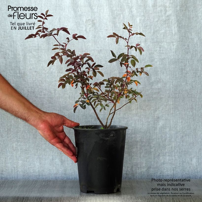 Esimerkki kesällä toimitetusta Punalehtiruusu - Rosa glauca 2 litran/3 litran ruukku-taimesta