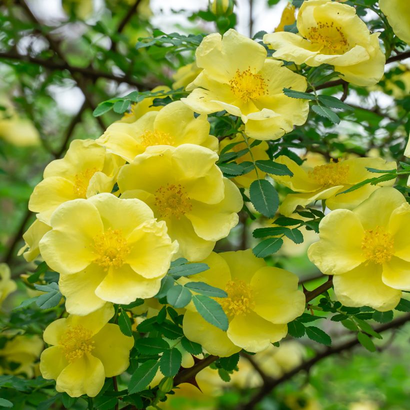 Lajiruusu - Rosa hugonis (Kukinta)