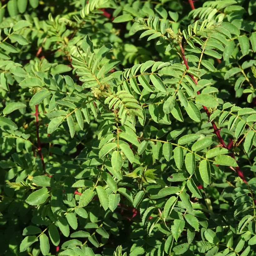 Lajiruusu - Rosa hugonis (Lehvistö)