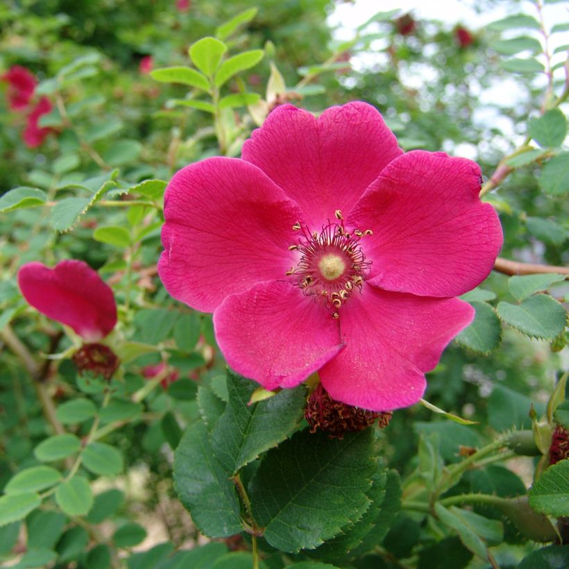 Lajiruusu Geranium (Kukinta)