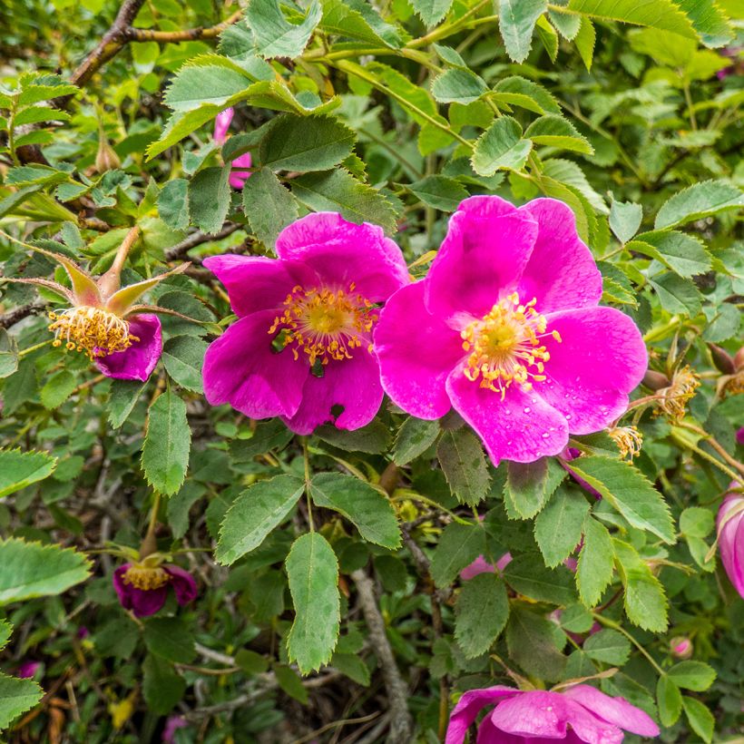 Nukkeruusu - Rosa nitida (Kukinta)