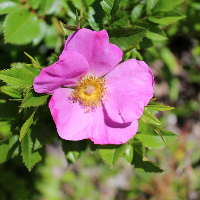 Lajiruusu - Rosa virginiana (Kukinta)