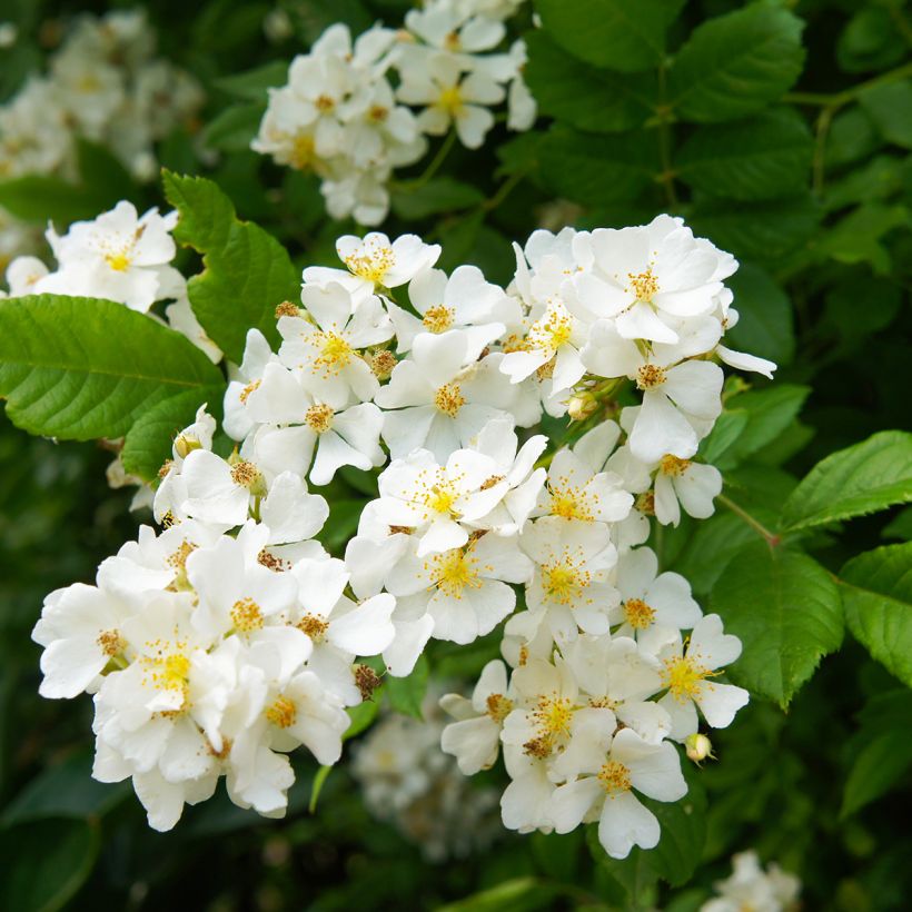 Japaninköynnösruusu - Rosa multiflora (Kukinta)