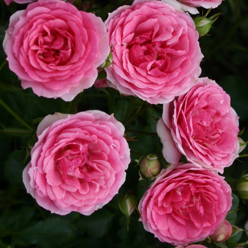 Maanpeiteruusu Rigo Rosen Amica (Kukinta)