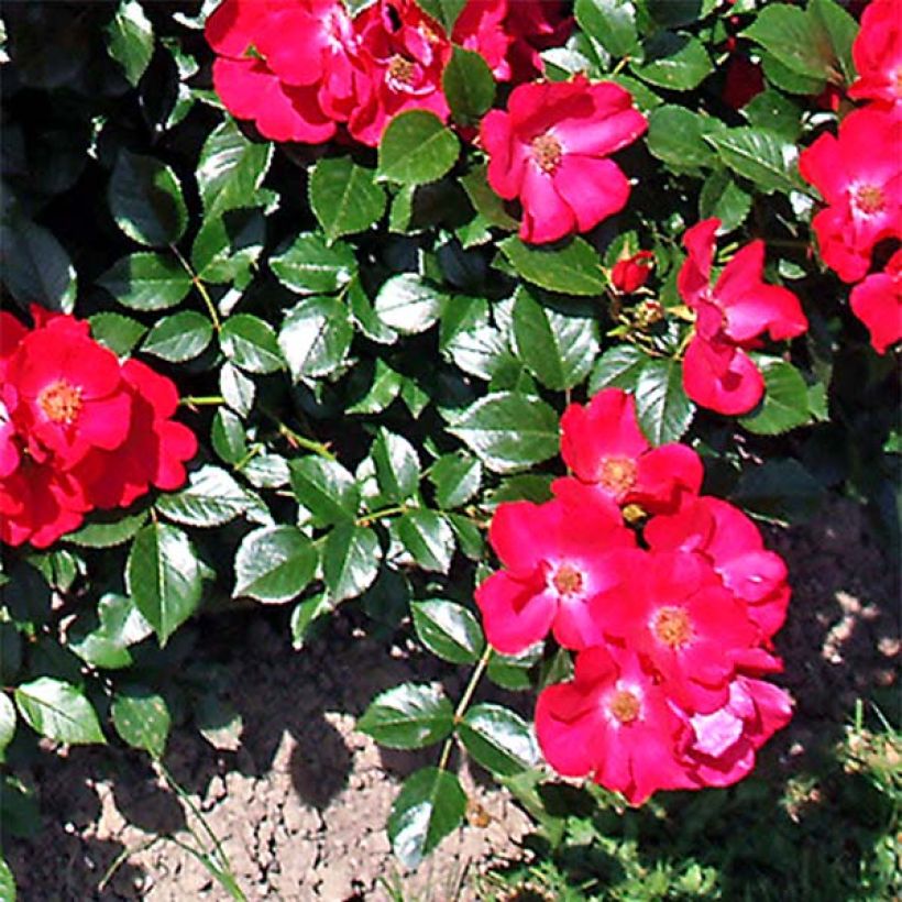 Maanpeiteruusu Pink Flash Trakeeplac (Lehvistö)