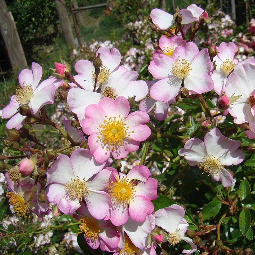 Maanpeiteruusu Robe Fleurie (Kukinta)