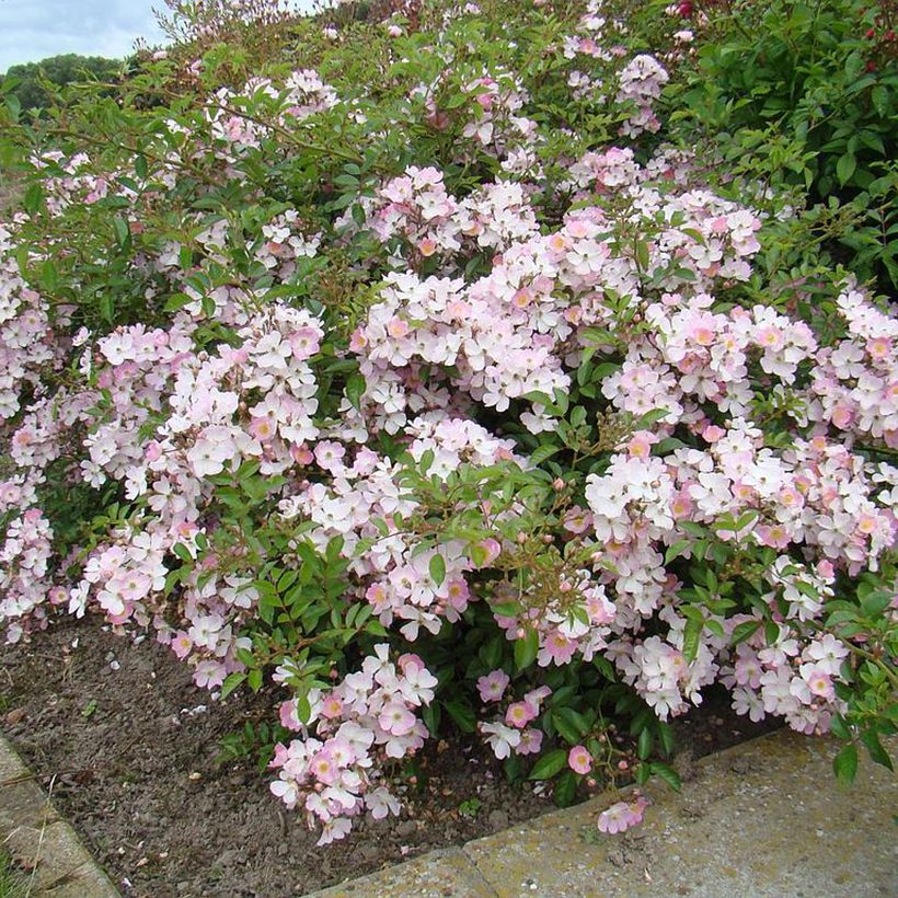 Maanpeiteruusu Robe Fleurie (Kasvutapa)