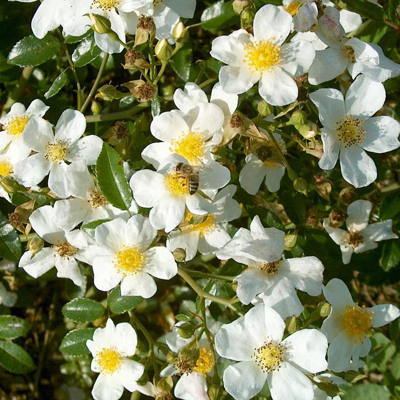 Maanpeiteruusu Snow Star (Kukinta)