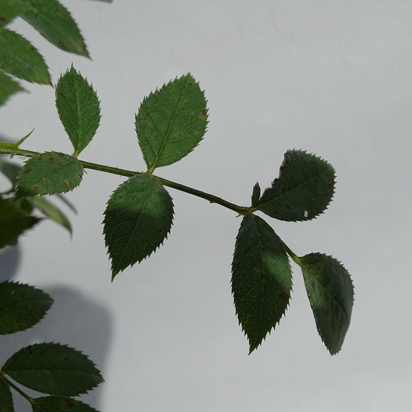 Maanpeiteruusu Star Profusion Horcoexist (Lehvistö)
