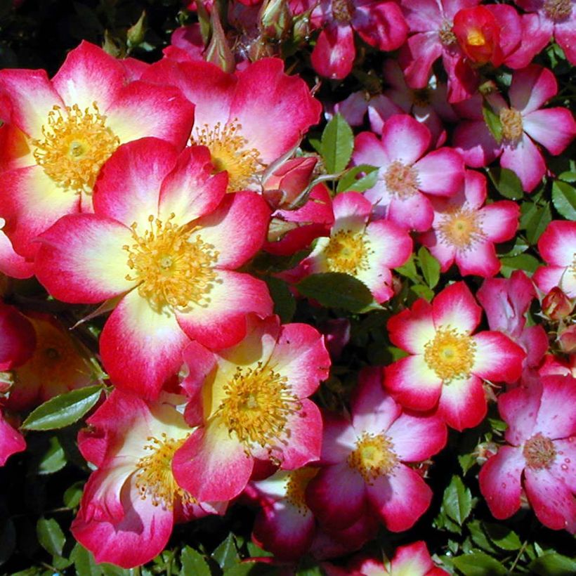 Maanpeiteruusu Star Profusion Horcoexist (Kukinta)