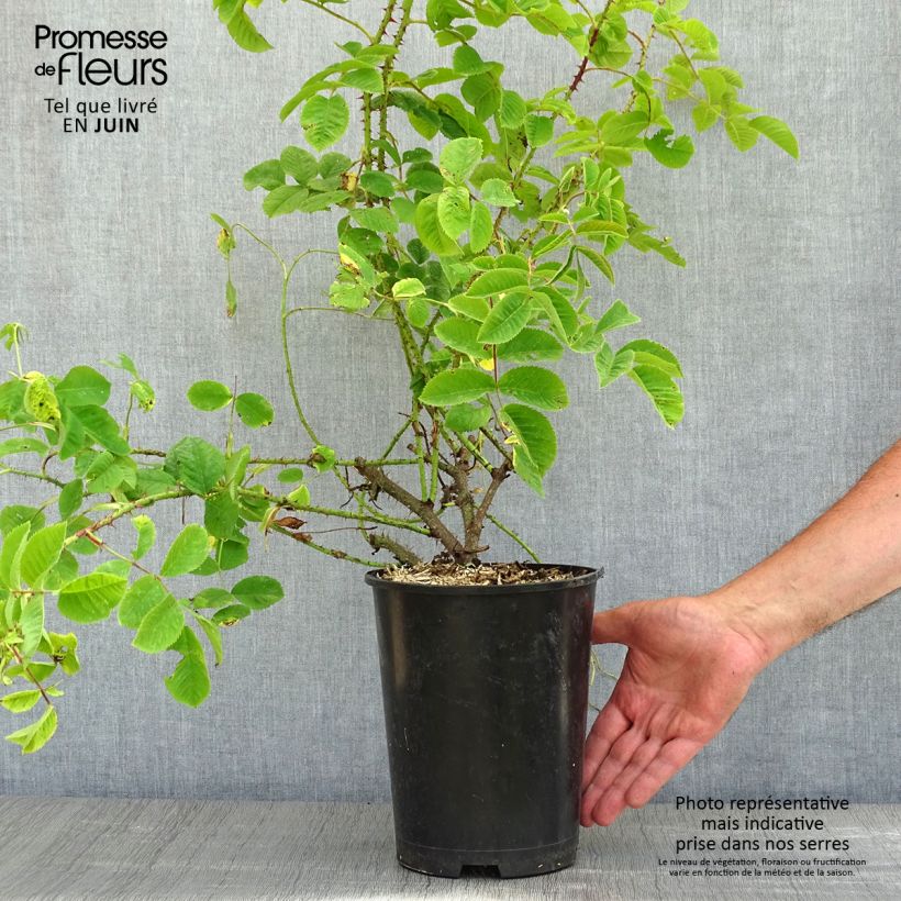 Esimerkki keväällä toimitetusta Tarharuusu - Rosa x damascena 4 litran/5 litran ruukku-taimesta