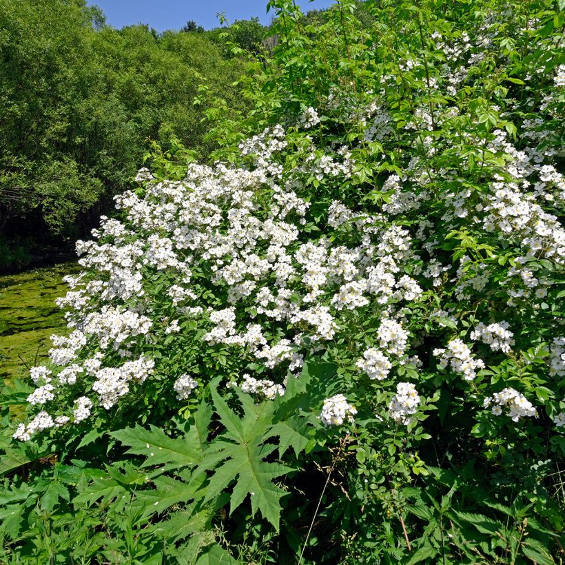 Lajiruusu - Rosa arvensis (Kasvutapa)