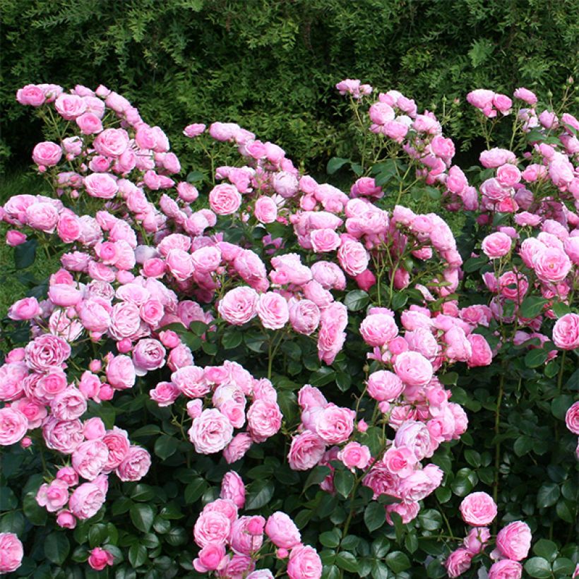 Floribundaruusu Pomponella Korpompan (Kasvutapa)