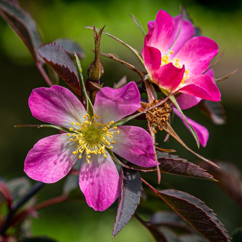 Punalehtiruusu - Rosa glauca (Kukinta)