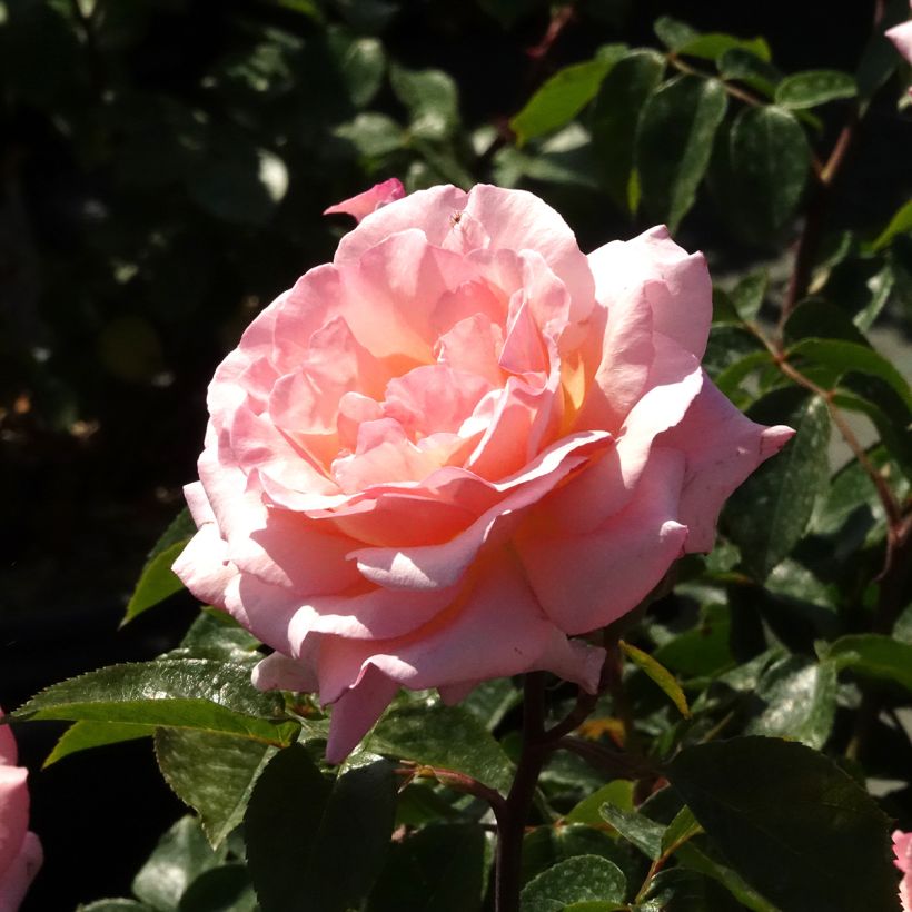 Köynnösruusu Belle de Londres (Kukinta)
