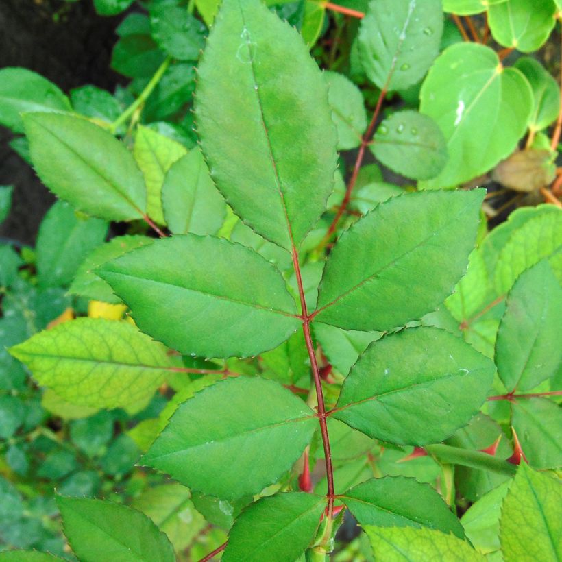 Köynnösruusu Blossomtime (Lehvistö)