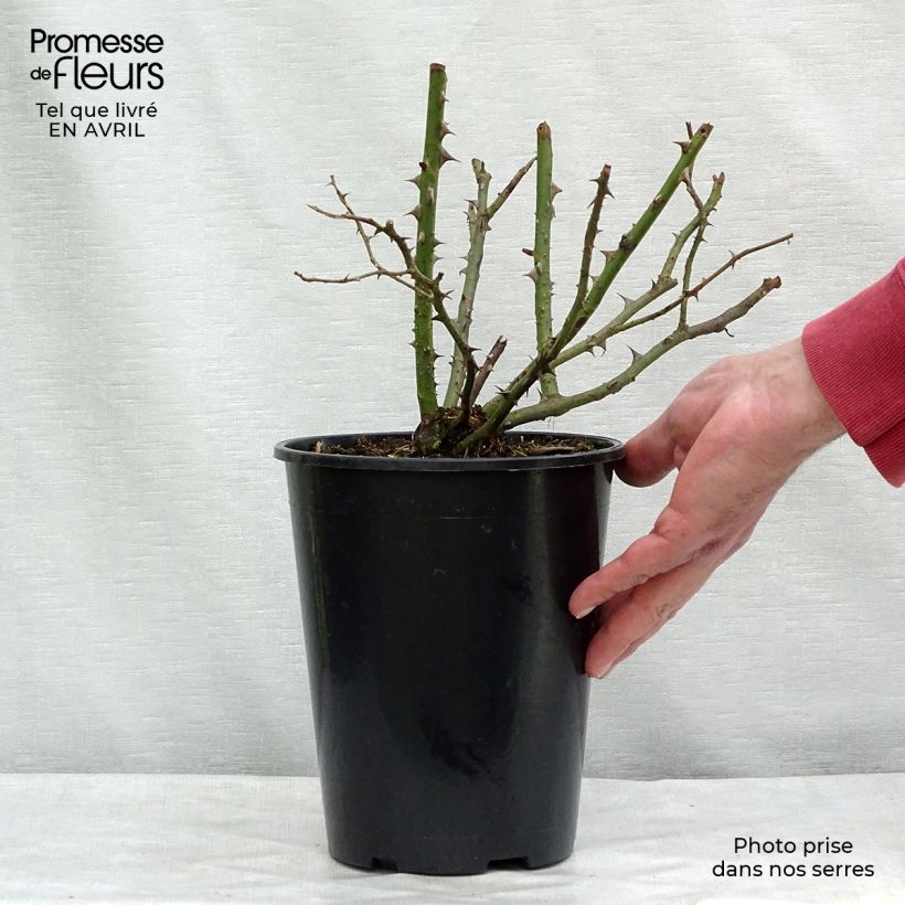 Esimerkki keväällä toimitetusta Köynnösruusu Blossomtime 4 litran/5 litran ruukku-taimesta