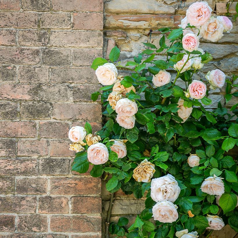 Köynnösruusu Blush Noisette (Kasvutapa)