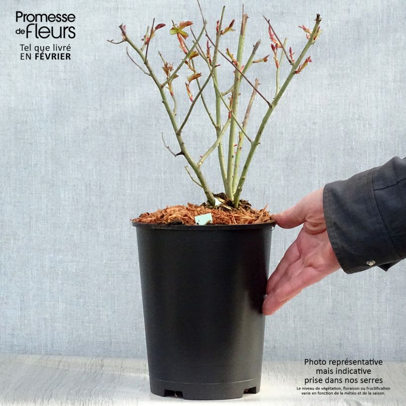 Esimerkki talvella toimitetusta Rosier grimpant Cocktail Pot de 4L/5L-taimesta