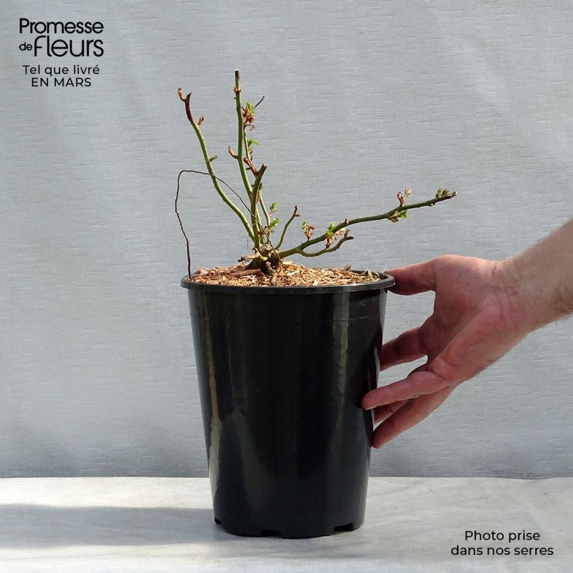 Esimerkki talvella toimitetusta Köynnösruusu Dorothy Perkins 4 litran/5 litran ruukku-taimesta