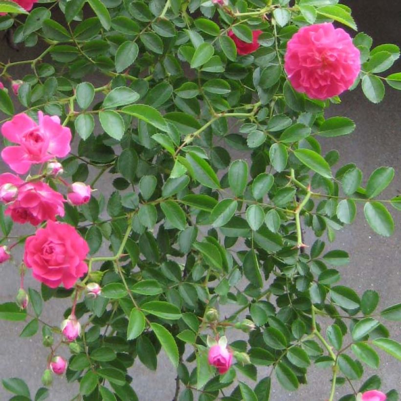 Köynnösruusu Excelsa (Lehvistö)