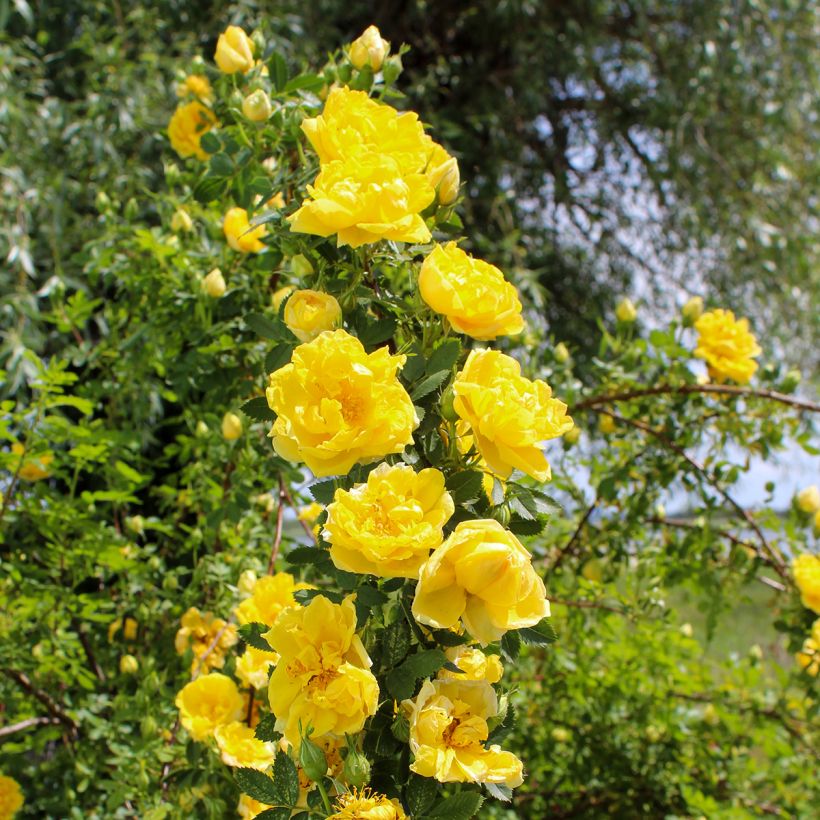 Köynnösruusu Golden Showers (Kasvutapa)