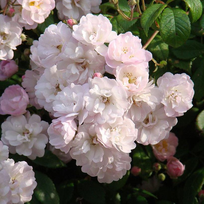 Köynnösruusu Guirlande Rose (Kukinta)