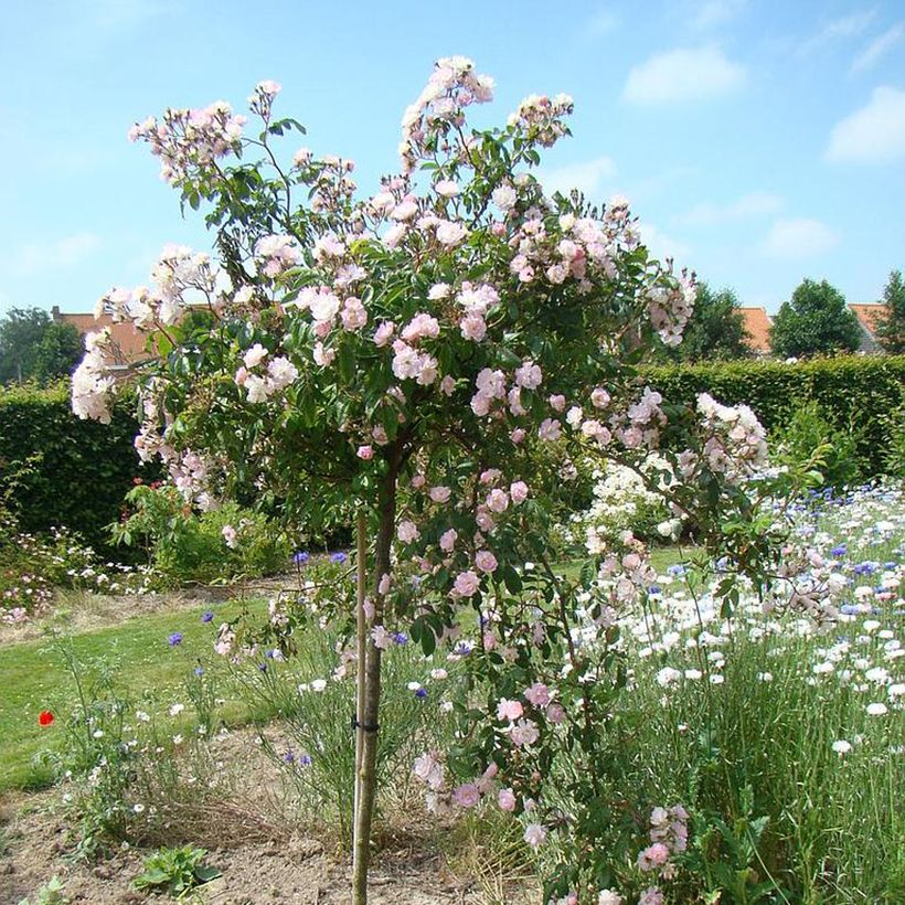 Köynnösruusu Guirlande Rose (Kasvutapa)