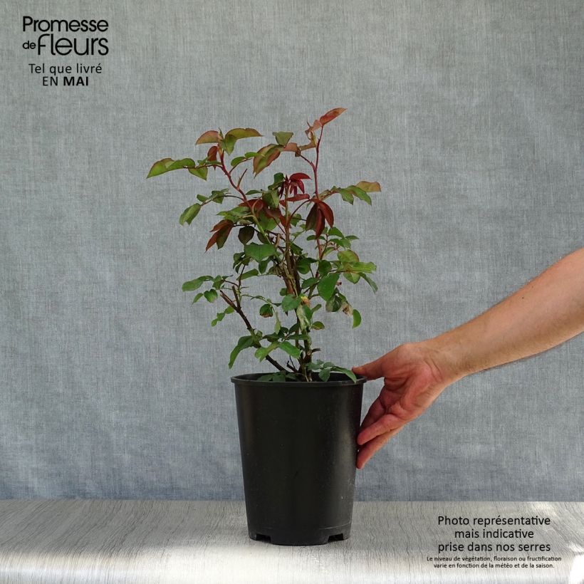 Esimerkki keväällä toimitetusta Köynnösruusu Orange Climber 4 litran/5 litran ruukku-taimesta