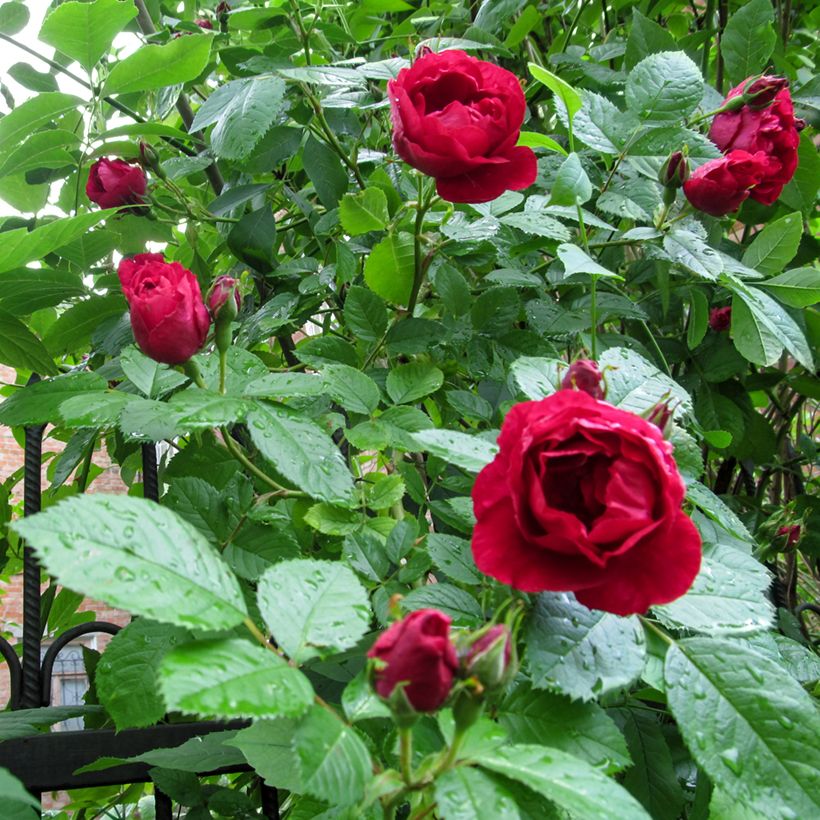 Köynnösruusu Paul's Scarlet Climber (Lehvistö)