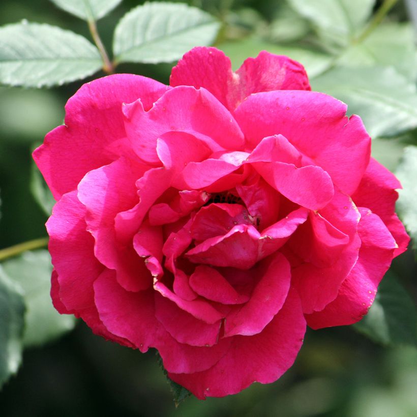 Köynnösruusu Paul's Scarlet Climber (Kukinta)