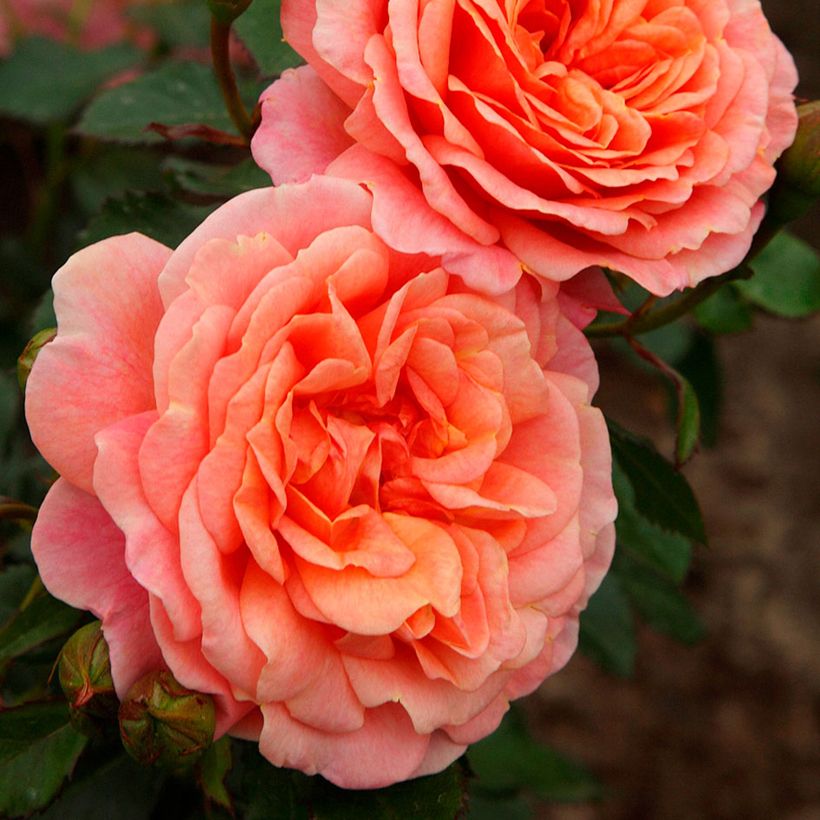 Köynnösruusu Climbing Max Peach Melba (Kukinta)