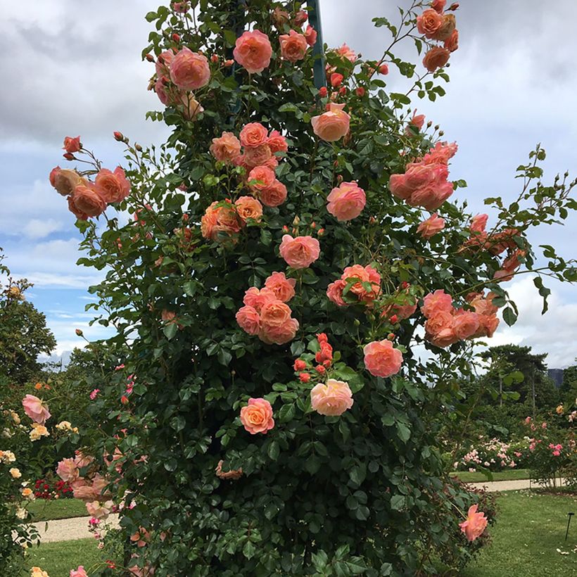 Köynnösruusu Climbing Max Peach Melba (Kasvutapa)