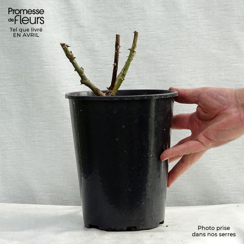 Example of Köynnösruusu Pierre de Ronsard Pot de 4L/5L as you get in printemps