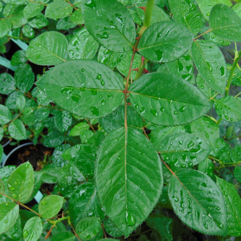 Köynnösruusu Red Eden Rose (Lehvistö)