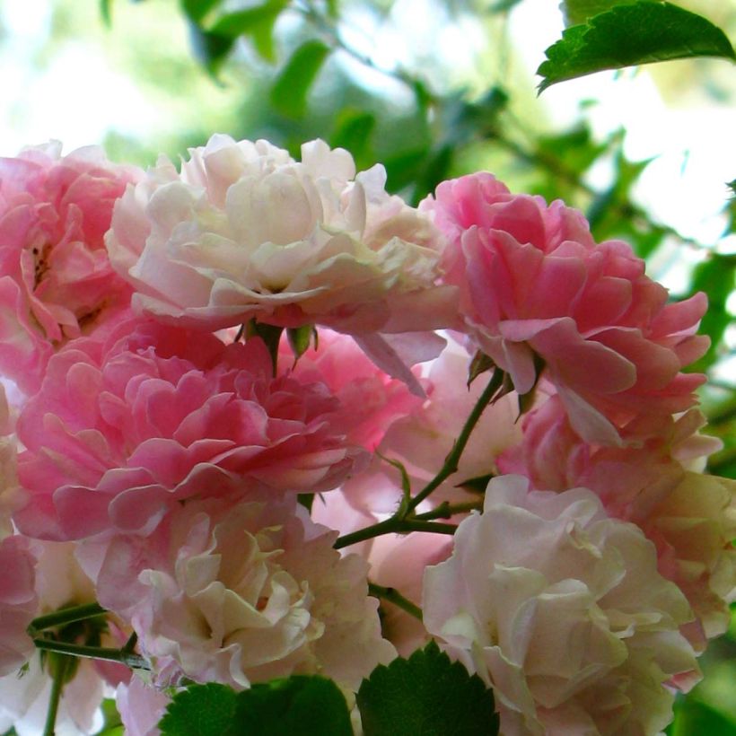 Köynnösruusu Seven Sisters Rose (Kukinta)