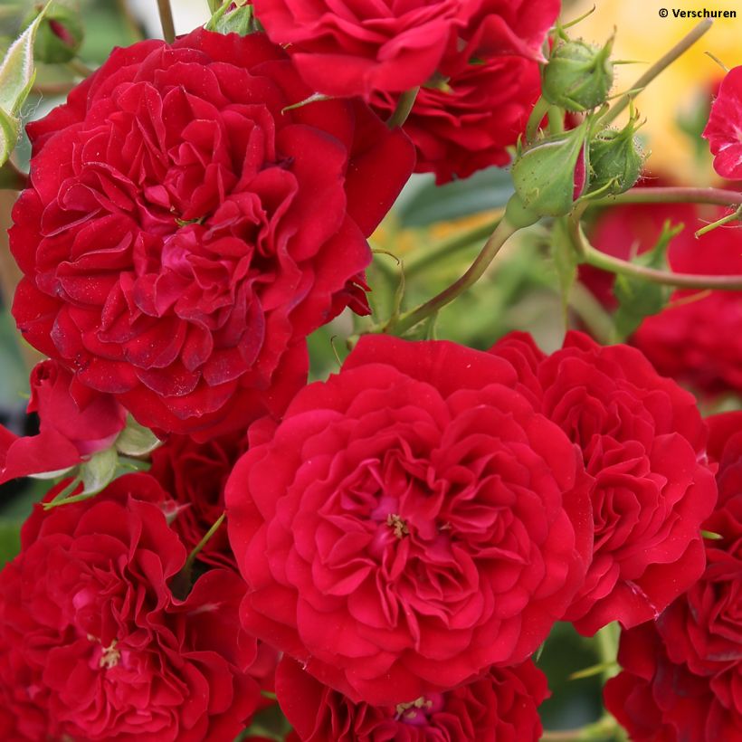 Köynnösruusu Crimson Siluetta (Kukinta)