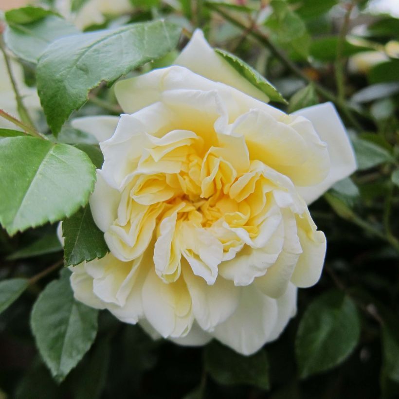 Köynnösruusu Albéric Barbier (Kukinta)