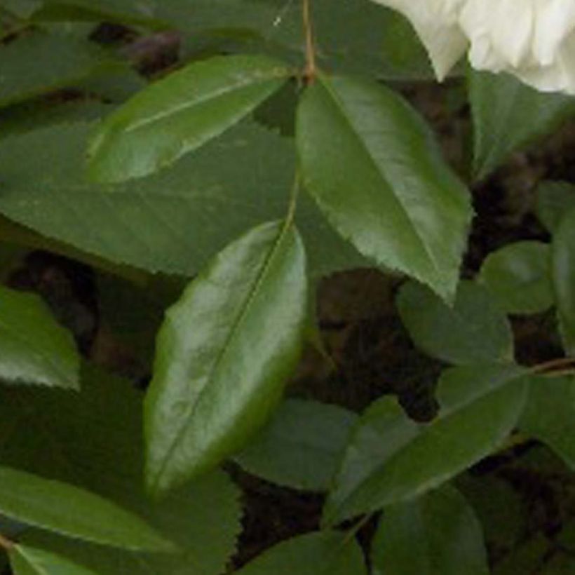 Köynnösruusu Albéric Barbier (Lehvistö)
