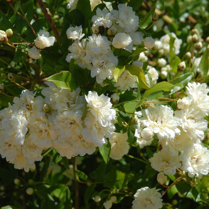 Köynnösruusu Paul's Himalayan Musk (Lehvistö)